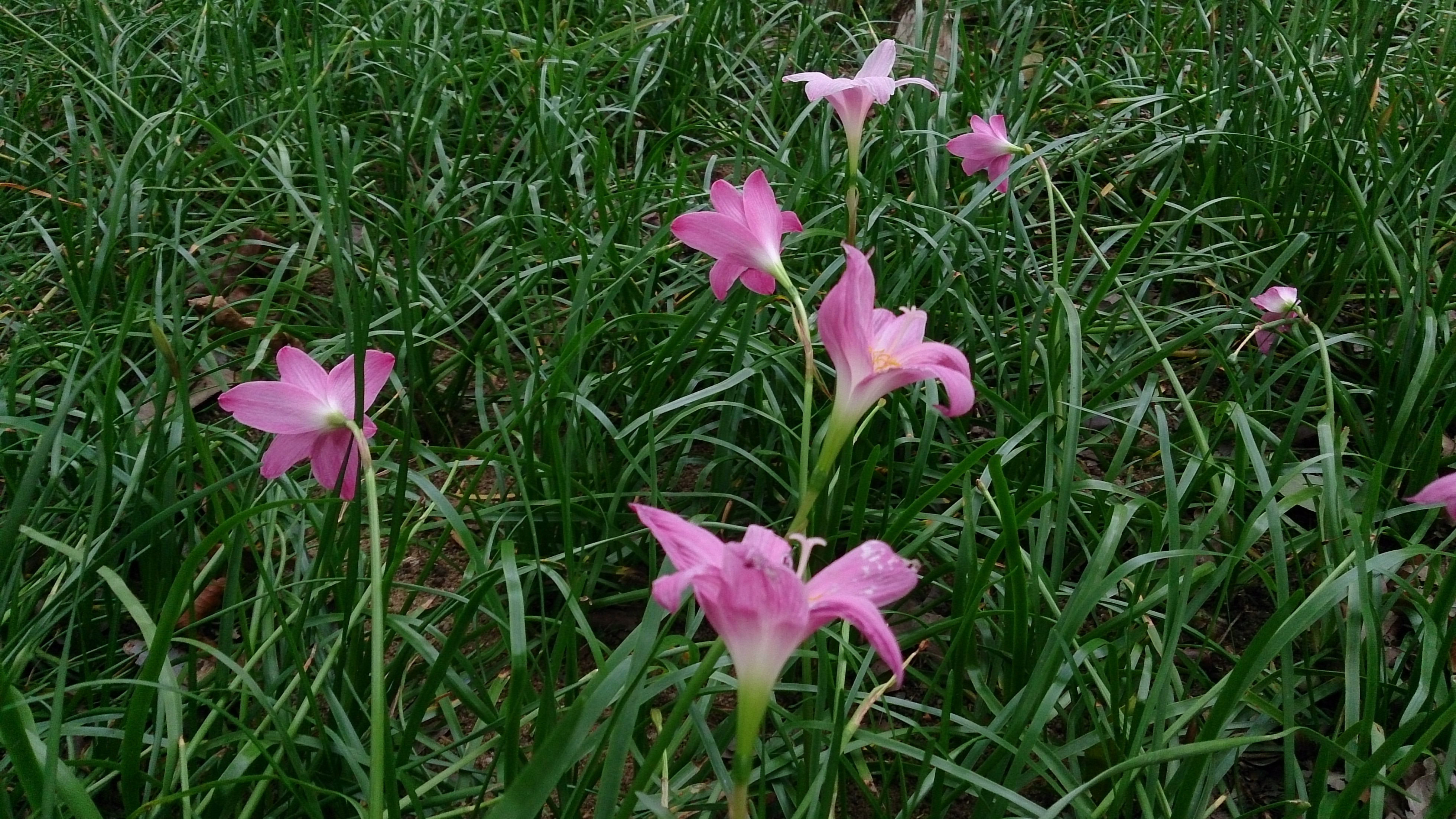 rosepink zephyr lily 